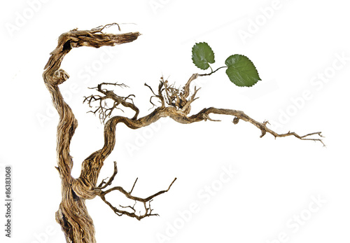 Fotografia Dry branch with leaves