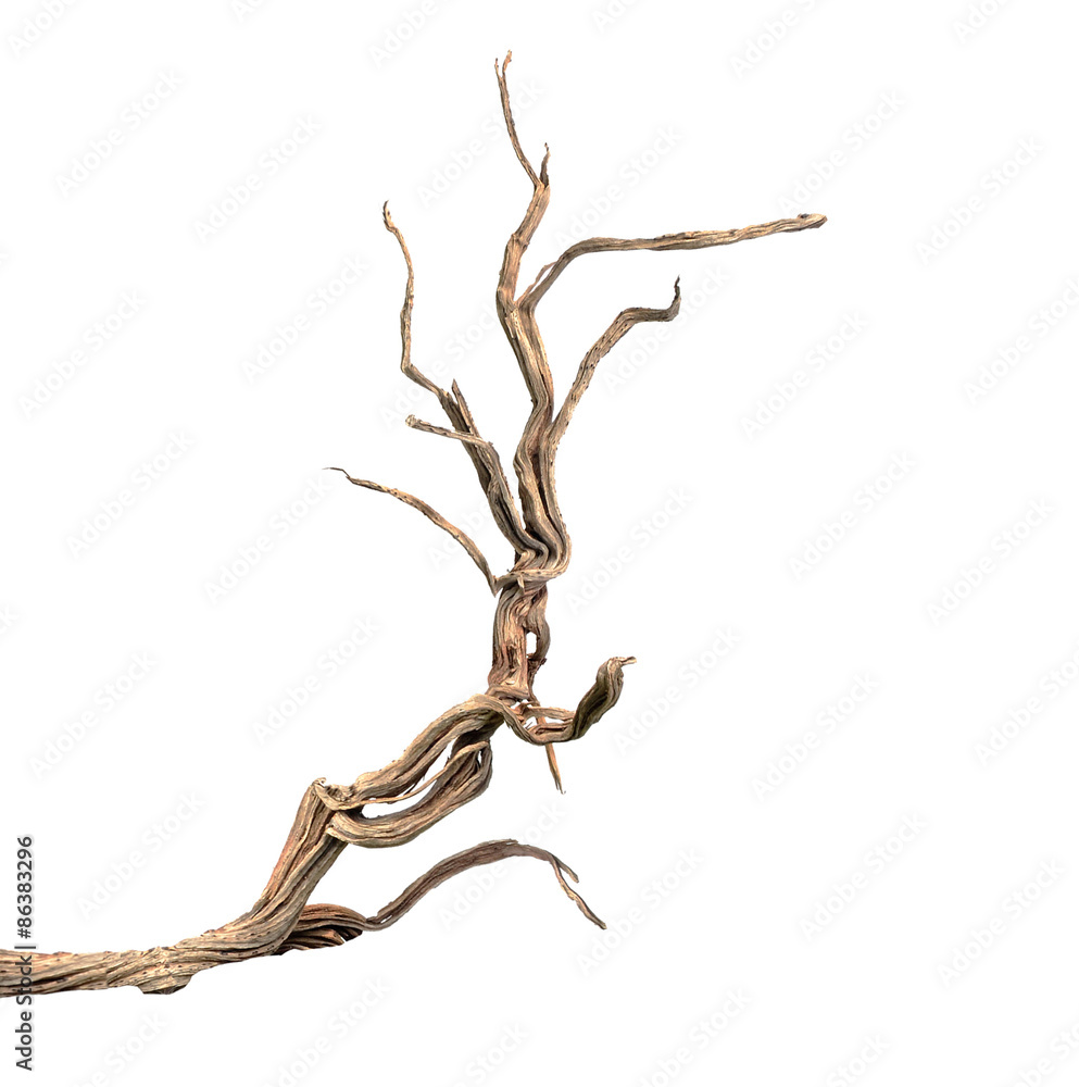 Obraz premium Dry branch