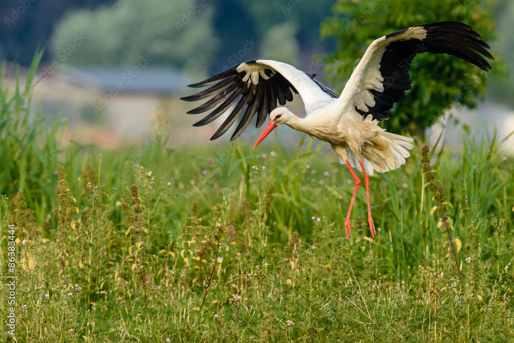 Naklejka premium White stork (Ciconia ciconia) landing