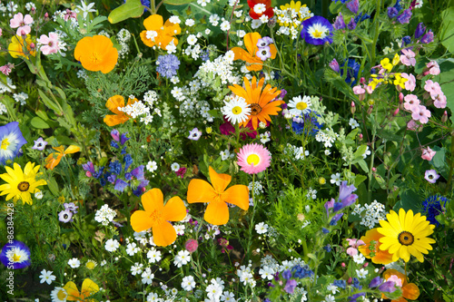 Fototapeta Naklejka Na Ścianę i Meble -  Blumenwiese