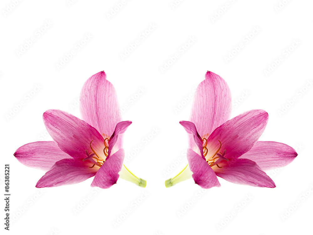 pink-purple rain lily, zephyranthes, on white