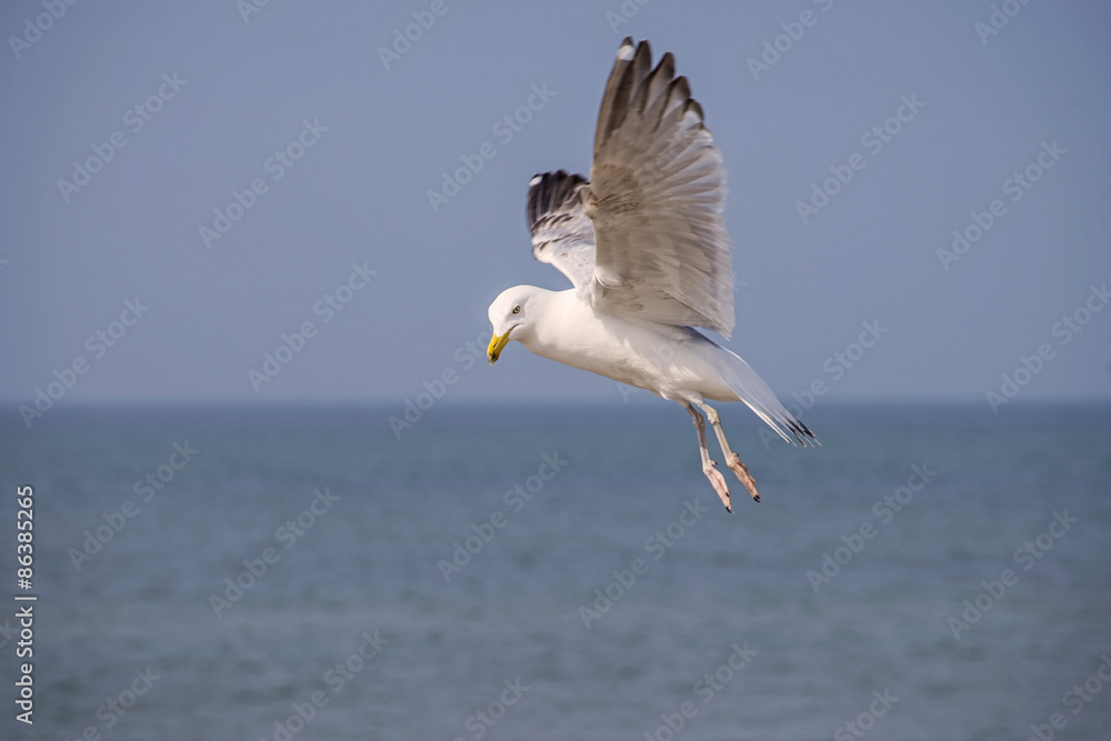 Silbermöwe, Larus argentatus Pontoppidan im Flug Silbermöwe, Larus argentatus Pontoppidan im Flug