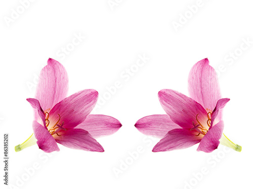 pink-purple rain lily  zephyranthes  on white