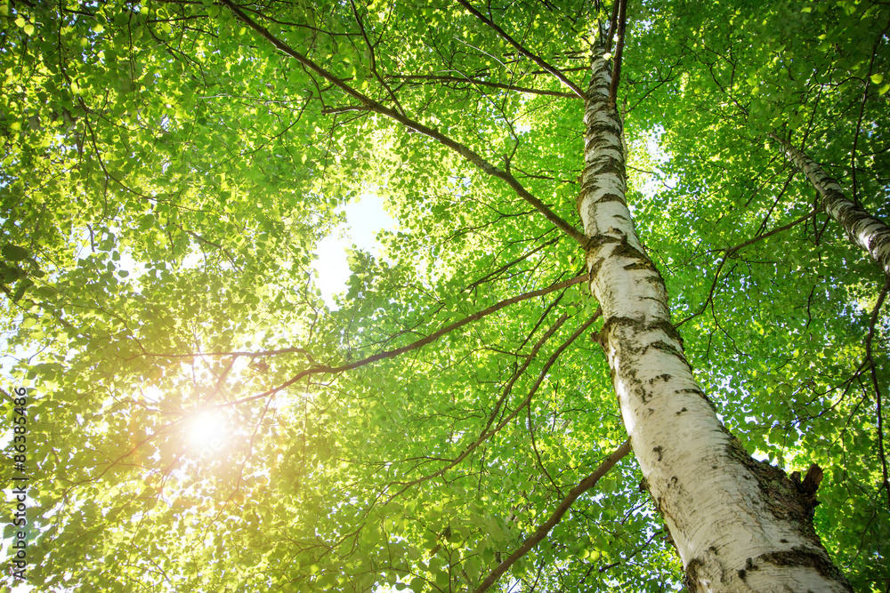 Fototapeta premium Tree foliage in morning light
