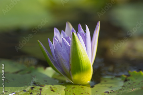 Purple lotus bud above the water.