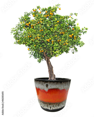 Orange tree in pot on white background