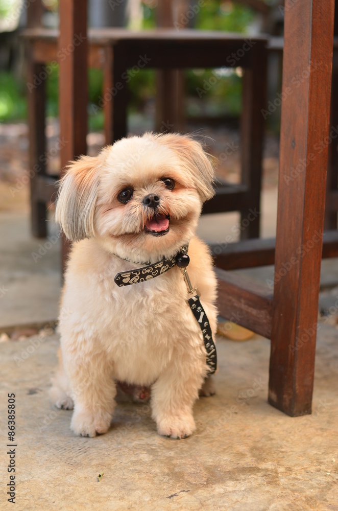 dog,puppy,white,animal,isolated,portrait,background,pet,cute,one,smile,grass dog,puppy,white,animal,isolated,portrait,background,pet,cute,one,smile,grass