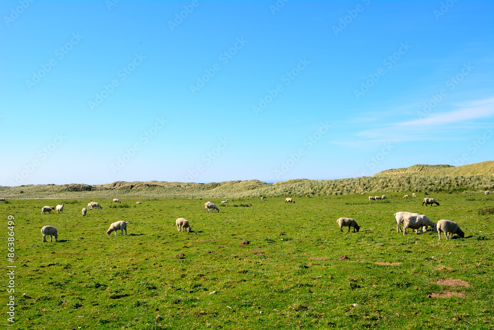 Sheeps, Bambergh, England