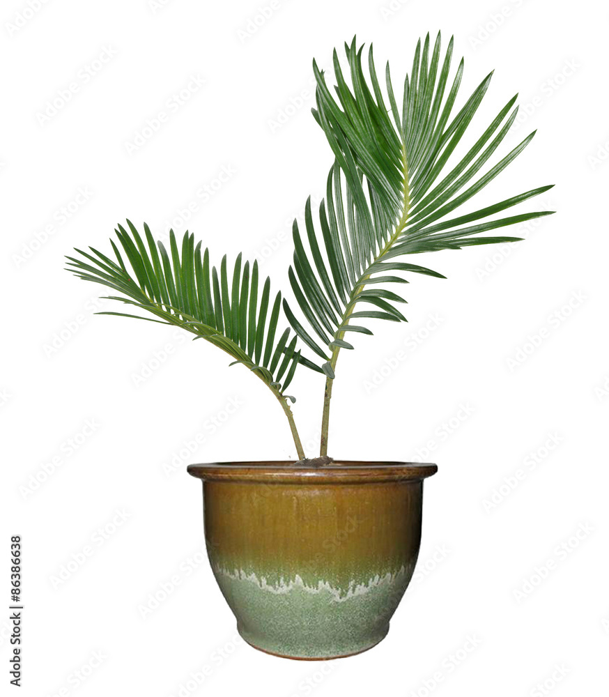 Obraz premium Palm in pot