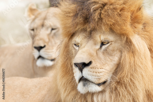 Fototapeta Naklejka Na Ścianę i Meble -  Beautiful lions