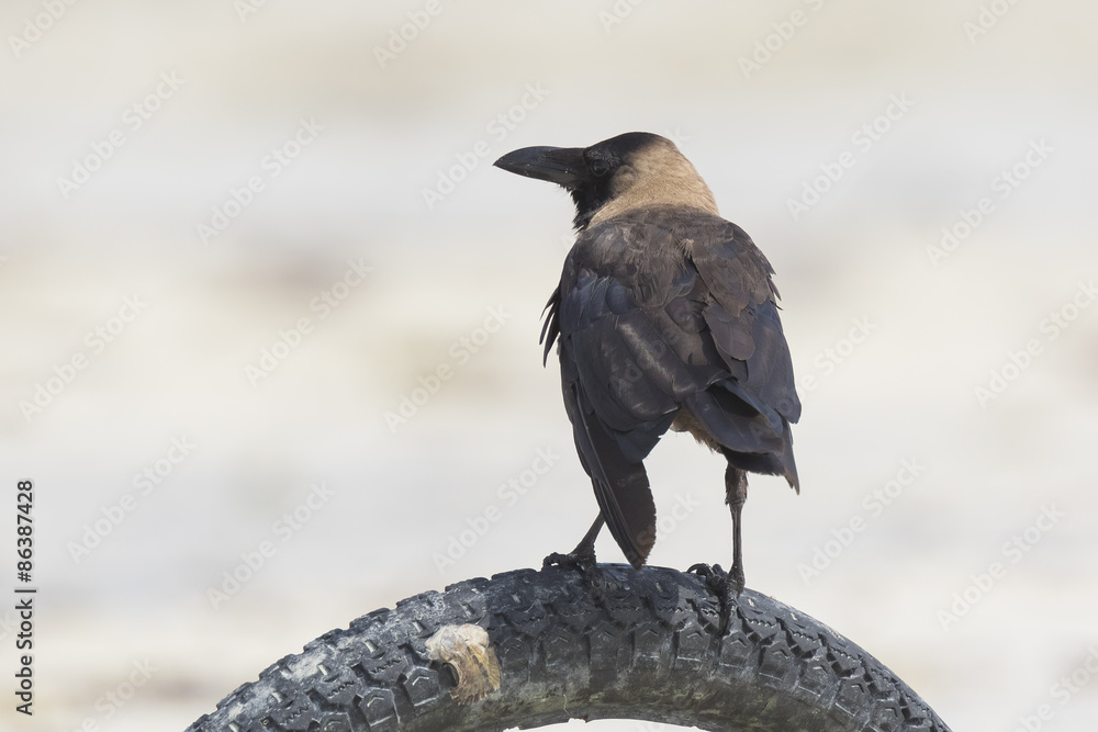 Fototapeta premium House crow