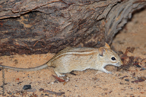 A striped mouse (Rhabdomys pumilio) in natural environment, South Africa photo