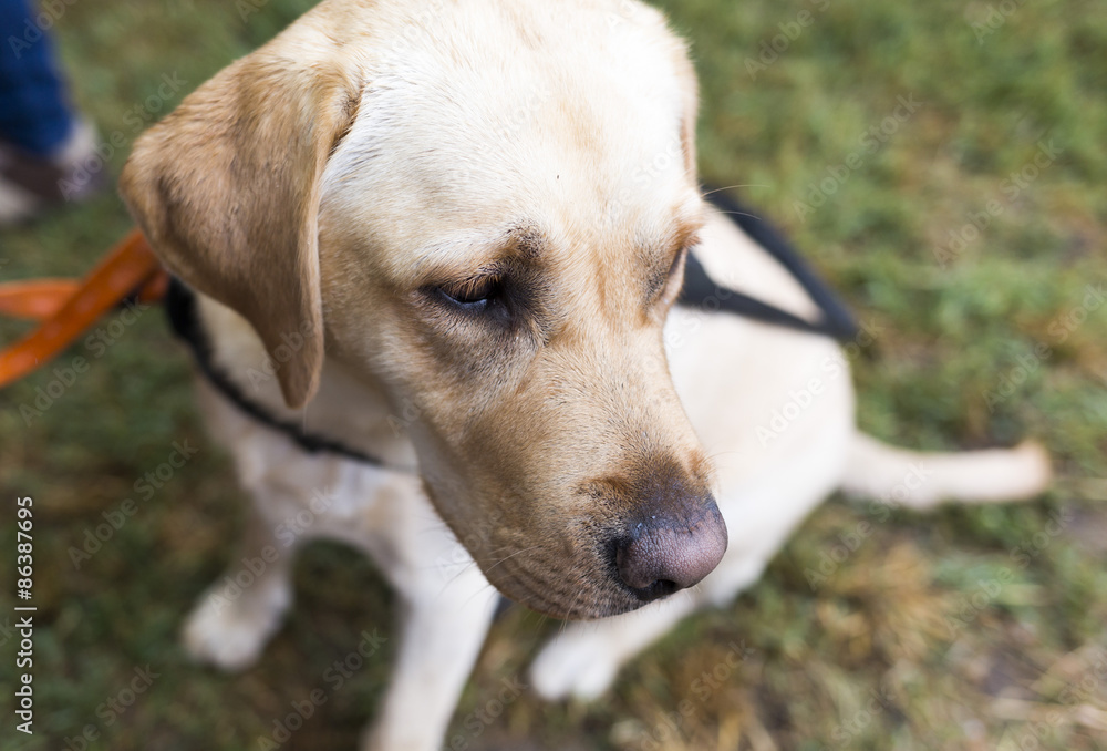 Golden retriever guide dog