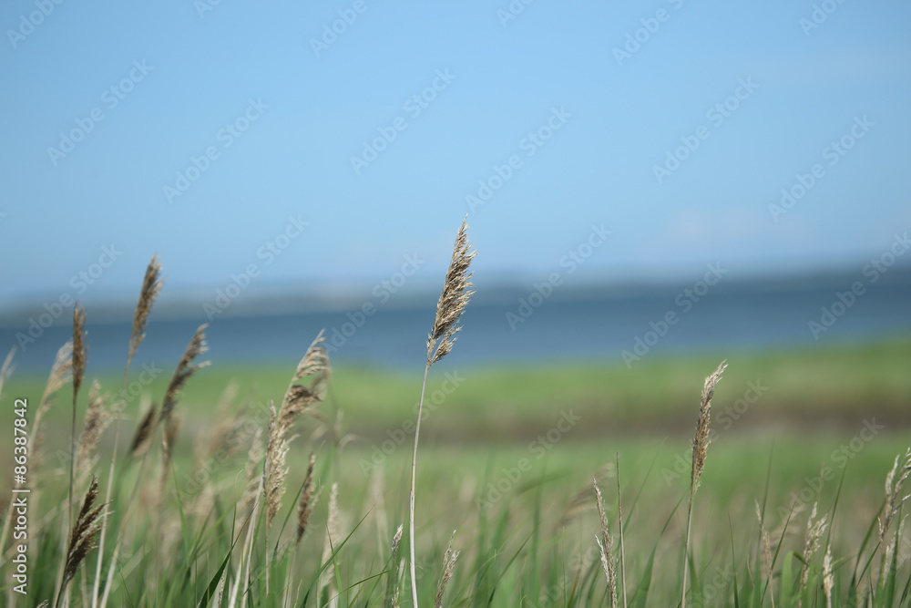 Obraz premium Grass, North Sea