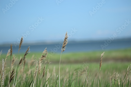 Grass  North Sea