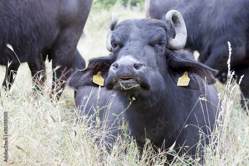 Buffalos in a dairy farm © Belish