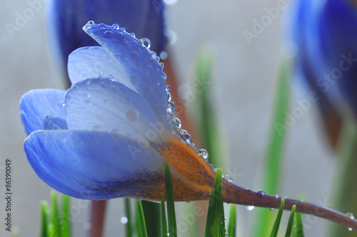 tender spring flowers wild photo