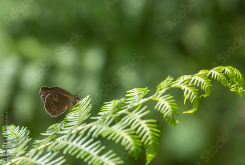 Le Tristan (Aphantopus hyperantus) photo