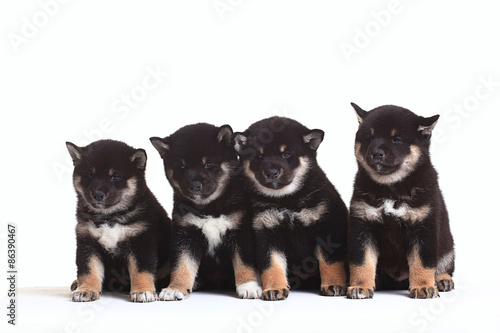 group of puppies on a white background