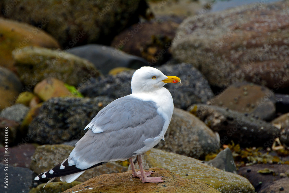 Herring gull, Farne Islands Nature Reserve, England Herring gull, Farne Islands Nature Reserve, England