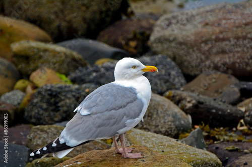 Herring gull, Farne Islands Nature Reserve, England © nyiragongo