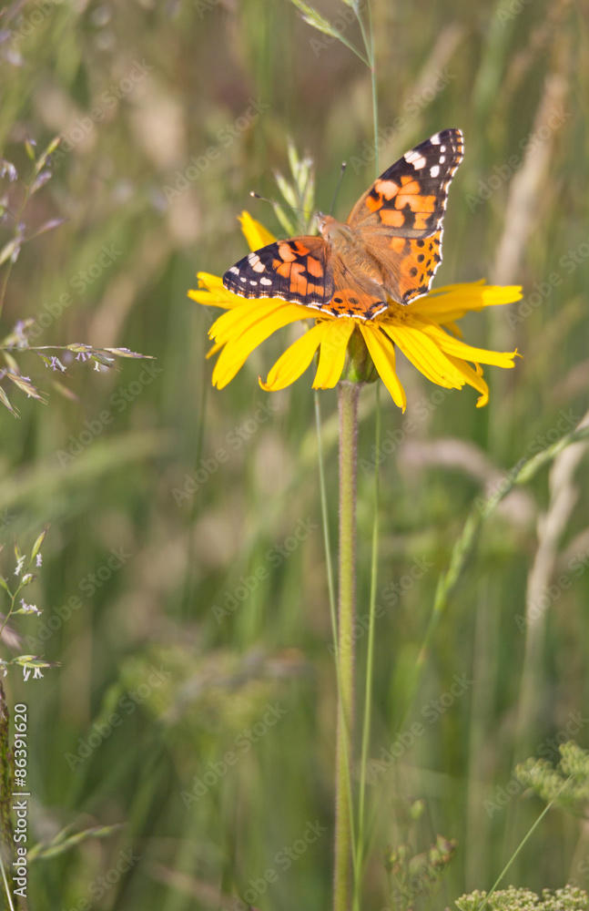 Vanessa cardui (La belle dame) : Vanessa cardui (La belle dame) :
