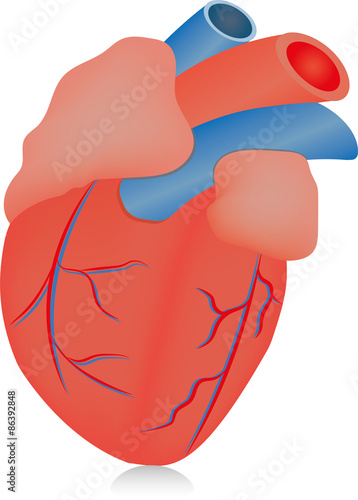 The Human Heart