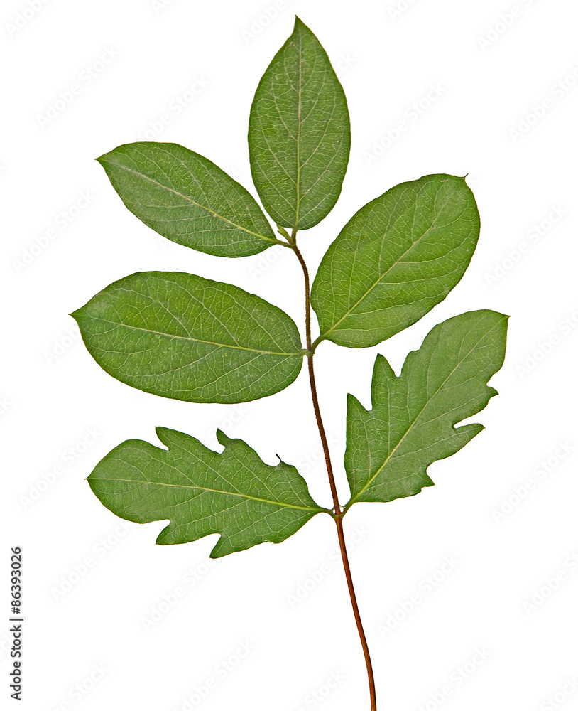 Close up of sapling Close up of sapling