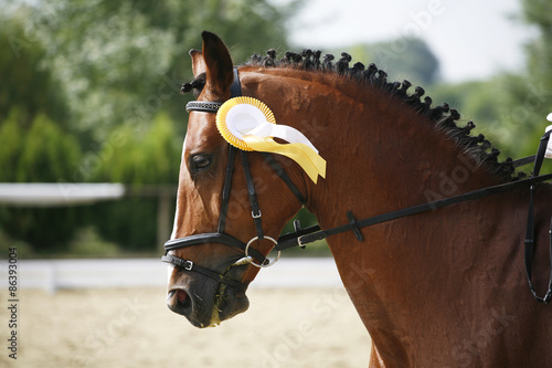 First prize rosette in a dressage horse's head. Side view portrait of a beautiful chestnut dressage horse during work