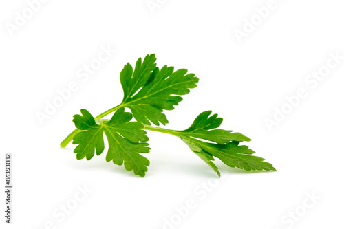 parsley isolated on white photo