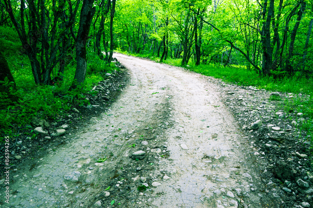 Fototapeta premium Rural road in the forest