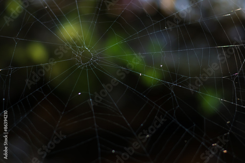 Cobweb in the forest. © bignozie