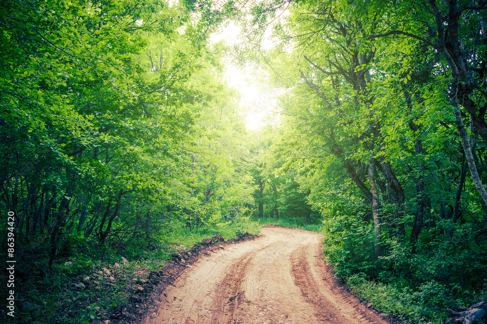Fototapeta premium Rural road in the forest