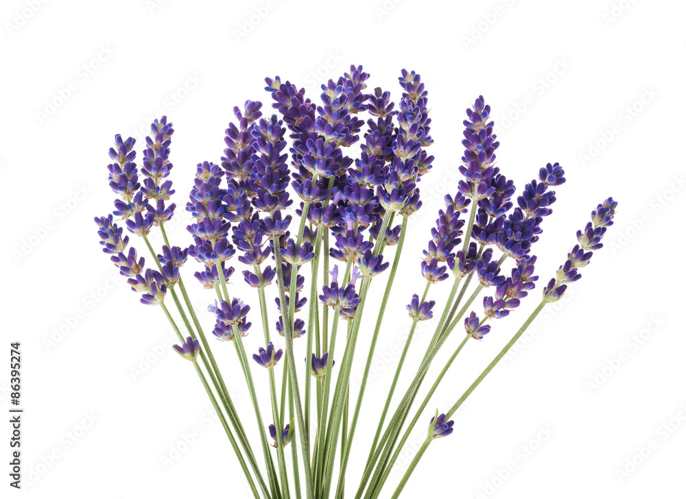 Fototapeta premium Lavender flowers isolated on white