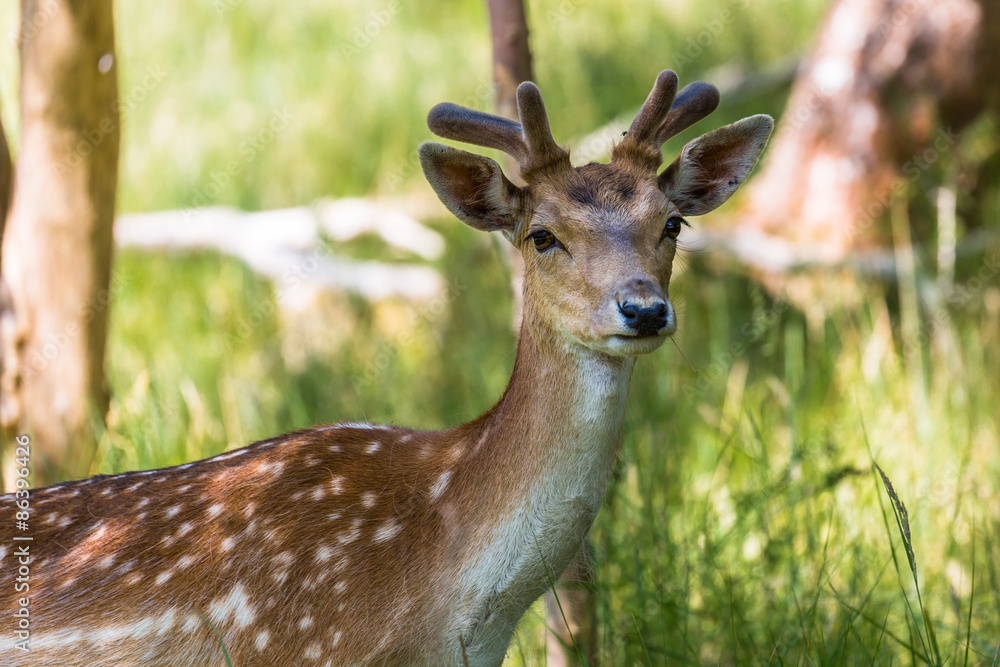 Male Fallow deer with summer antlers