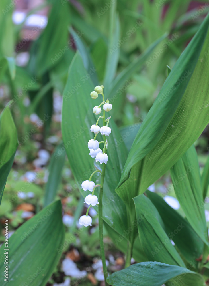 Forest lily of the valley flowers Forest lily of the valley flowers