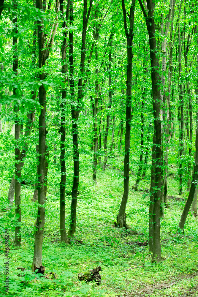 green forest