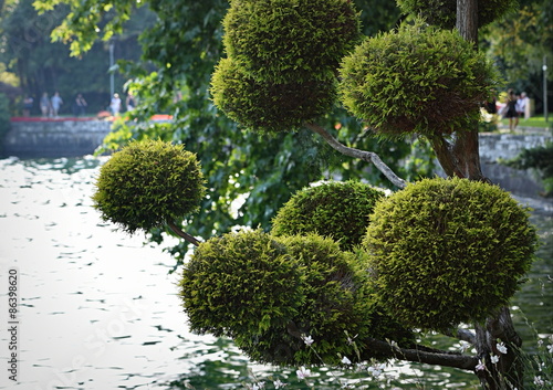 arbre ...decoratif en bordure du lac 