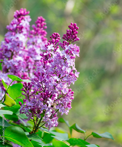  lilac flowers