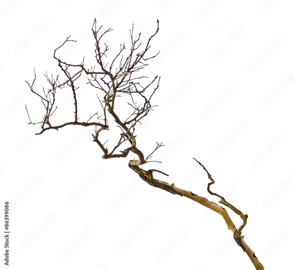 Dry branch