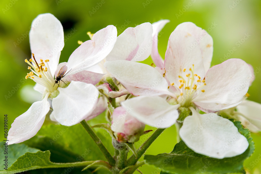 Obraz premium Apfelbaum Blüte