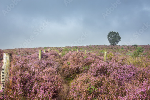 On the path between the heather.