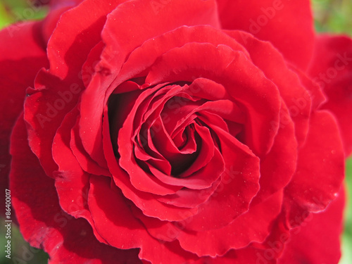 Fototapeta Naklejka Na Ścianę i Meble -  rosas rojas