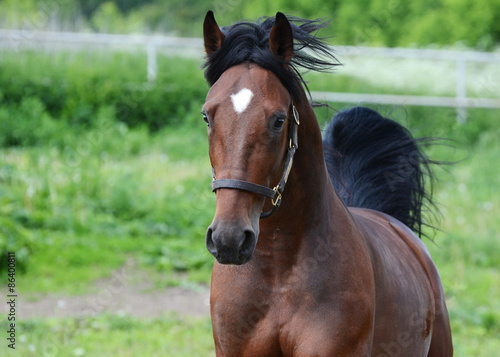 Portrait of the bay american trotter stallion in freedom in motion