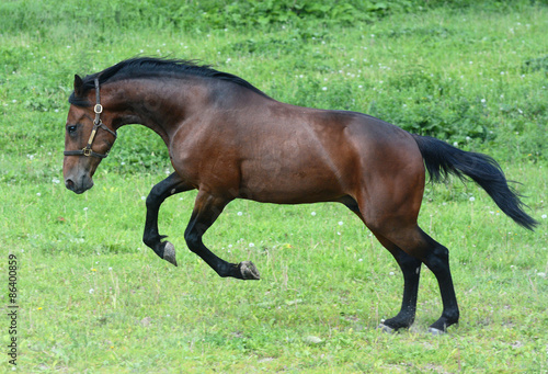 Jump of the american trotter stallion in freedom 