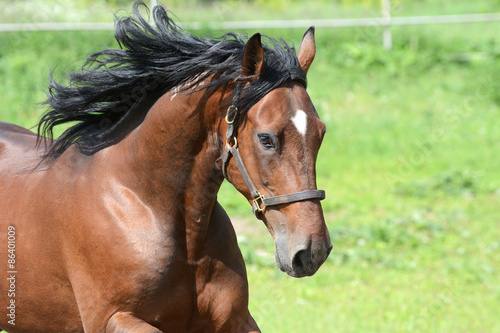 Portrait of the bay american trotter in freedom