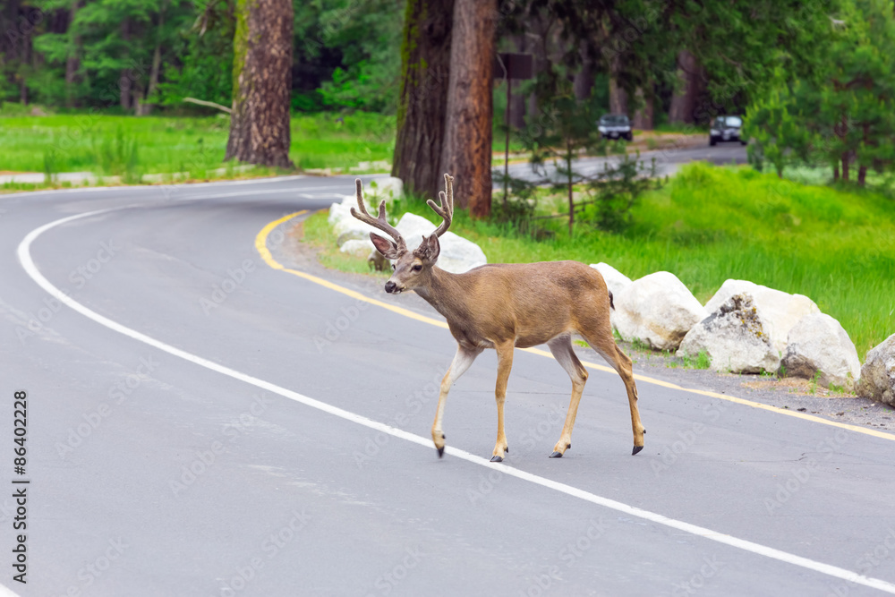 Naklejka premium Deer crossing the street.