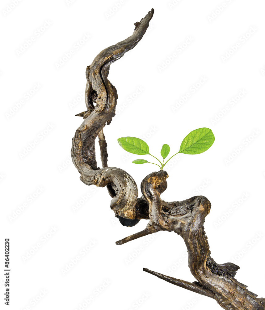 Naklejka premium Branch with leaf