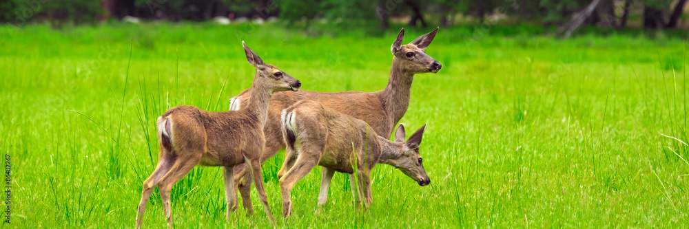 Fototapeta premium Deers on the green meadow.
