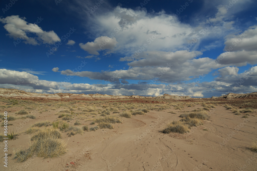 Fototapeta premium Petrified Forest National Park
